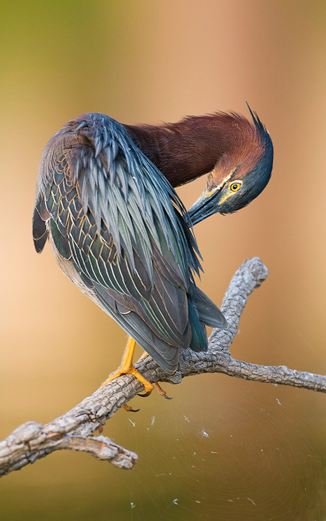 21 greenheron32