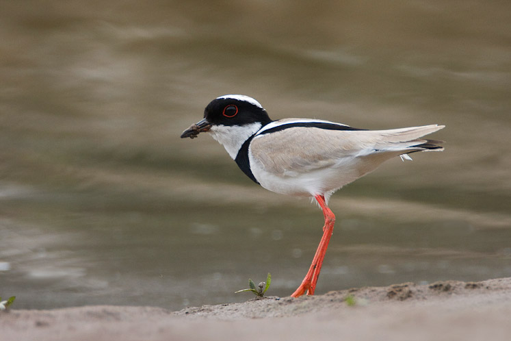 7 piedlapwing7