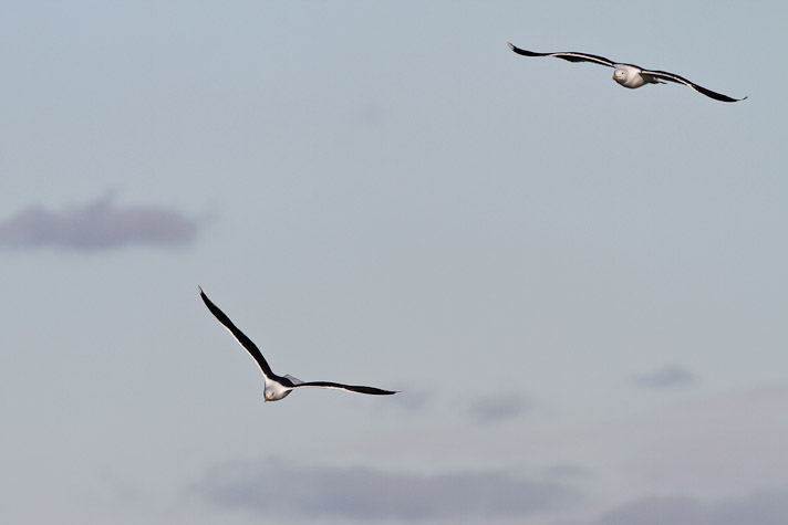 Canon EOS 7D - EF500mm f/4L IS USM