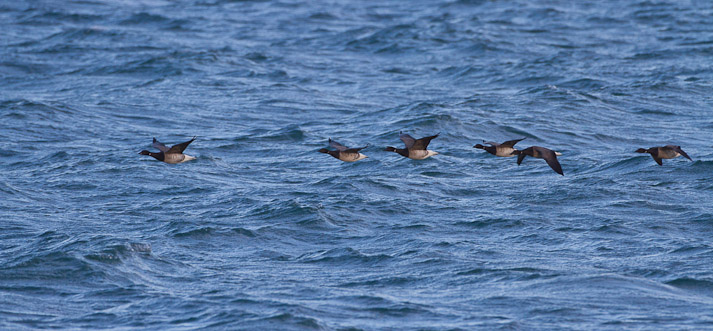 Canon EOS 7D - EF500mm f/4L IS USM