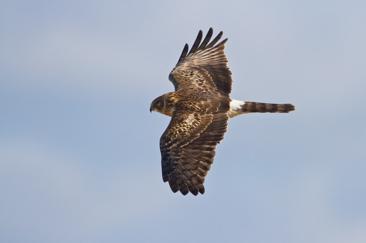 Canon EOS 7D - EF500mm f/4L IS USM