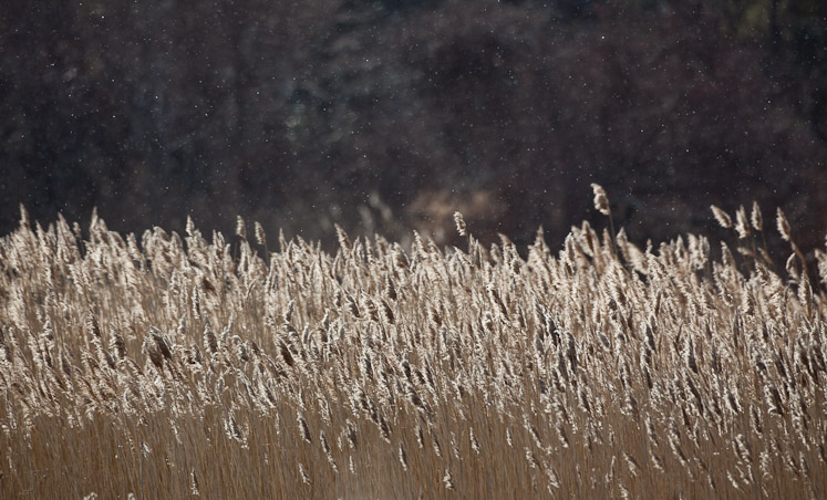 Canon EOS 5D Mark II - EF500mm f/4L IS USM