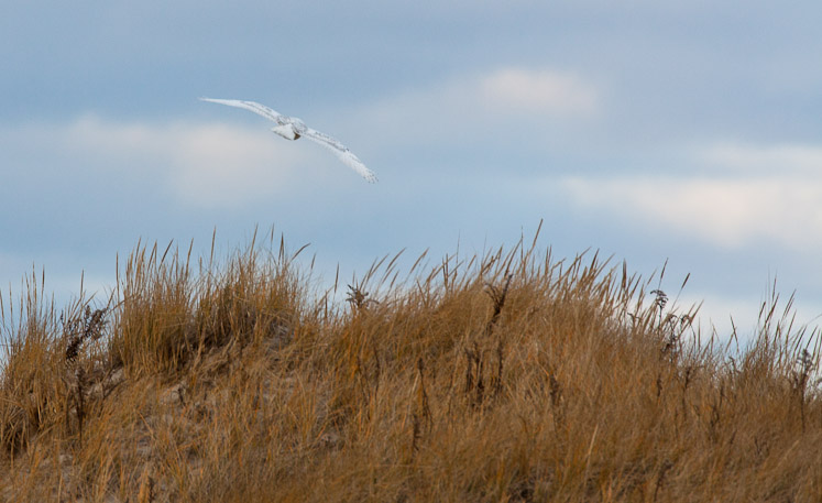 Canon EOS 5D Mark II - EF500mm f/4L IS USM