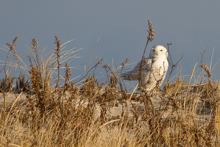 Canon EOS 7D - EF400mm f/5.6L USM