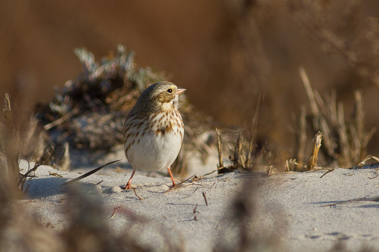 Canon EOS 7D - EF400mm f/5.6L USM