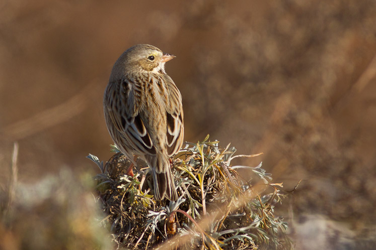 Canon EOS 7D - EF400mm f/5.6L USM