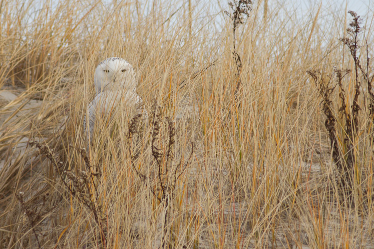 Canon EOS 7D - EF400mm f/5.6L USM