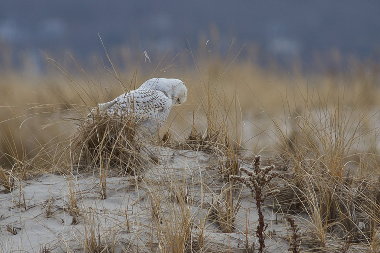 Canon EOS 7D - EF400mm f/5.6L USM