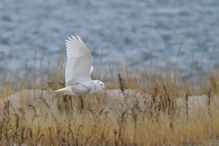 Canon EOS 7D - EF400mm f/5.6L USM