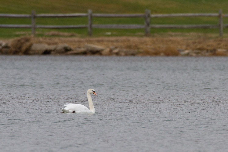 Canon EOS 7D - EF500mm f/4L IS USM