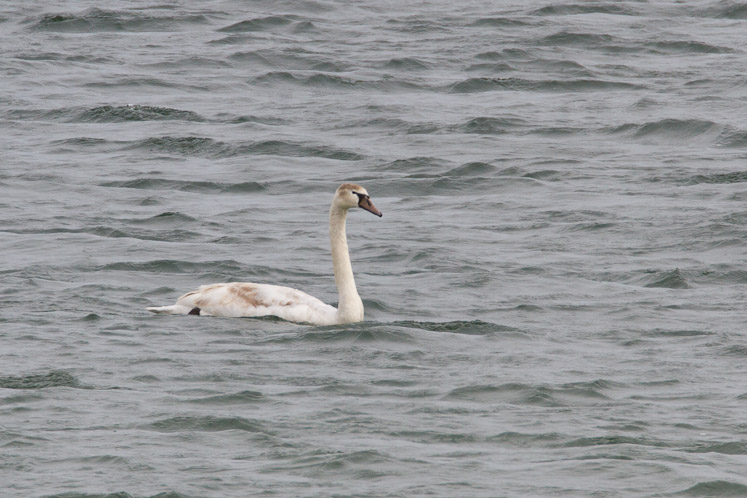 Canon EOS 7D - EF500mm f/4L IS USM