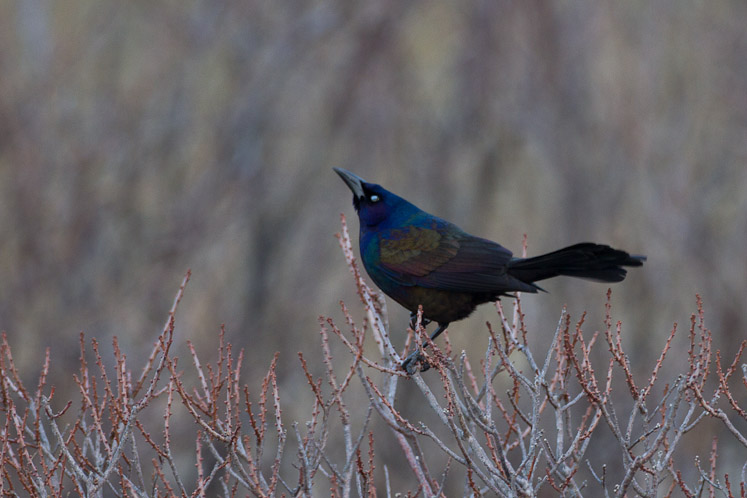 Canon EOS 7D - EF500mm f/4L IS USM