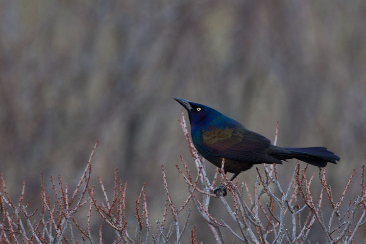 Canon EOS 7D - EF500mm f/4L IS USM