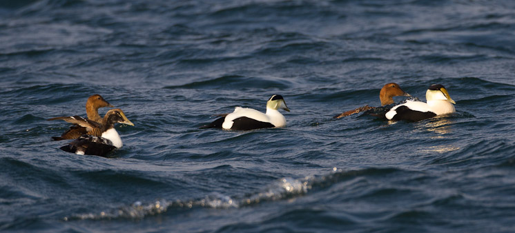 Canon EOS 7D - EF500mm f/4L IS USM