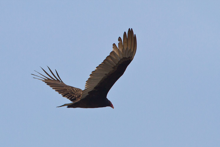 Canon EOS 7D - EF500mm f/4L IS USM