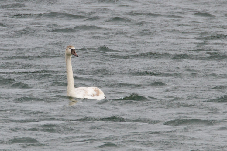 Canon EOS 7D - EF500mm f/4L IS USM