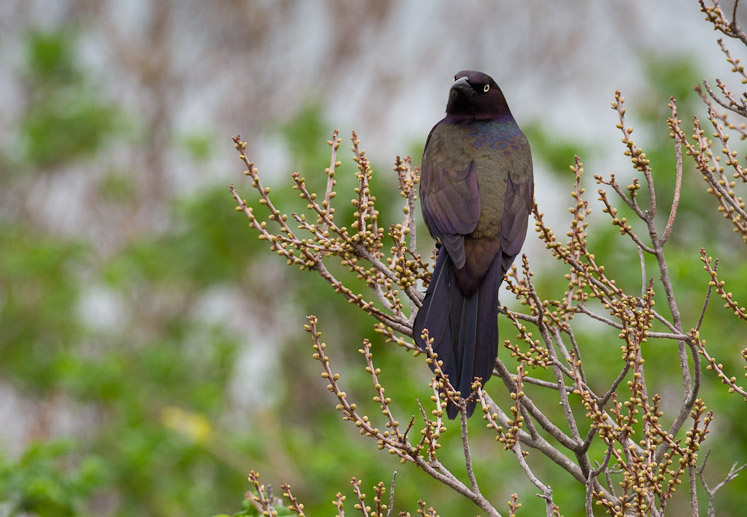 Canon EOS 7D - EF500mm f/4L IS USM