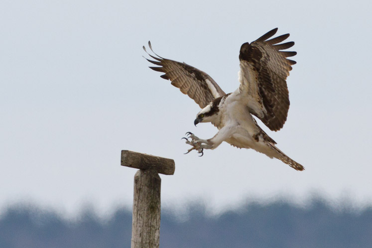 Canon EOS 7D - EF500mm f/4L IS USM