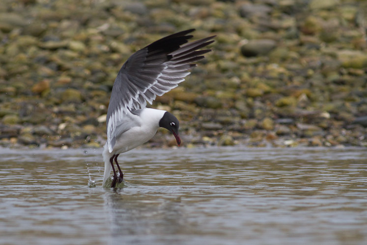 Canon EOS 7D - EF400mm f/5.6L USM