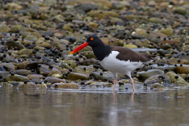 Canon EOS 7D - EF400mm f/5.6L USM