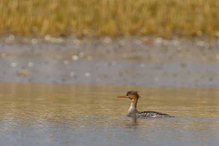 Canon EOS 7D - EF400mm f/5.6L USM