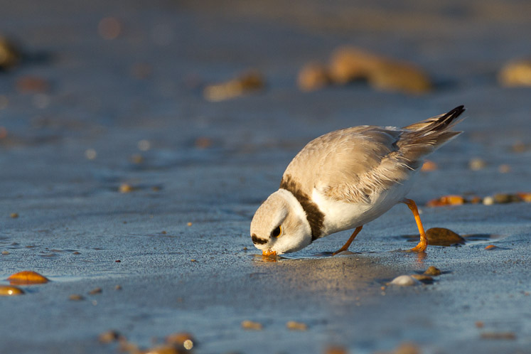 Canon EOS 7D - EF500mm f/4L IS USM