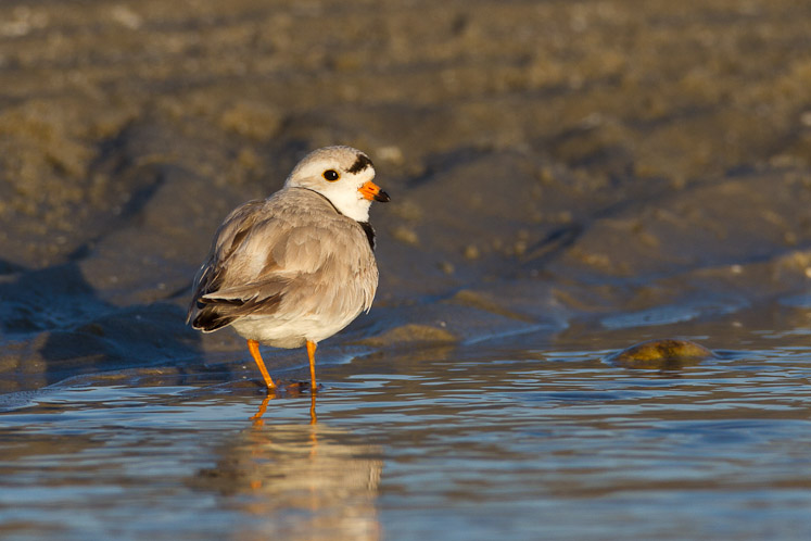 Canon EOS 7D - EF500mm f/4L IS USM