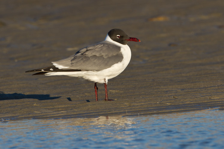 Canon EOS 7D - EF500mm f/4L IS USM