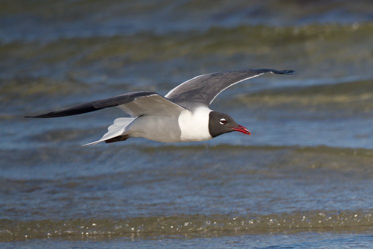 Canon EOS 7D - EF500mm f/4L IS USM