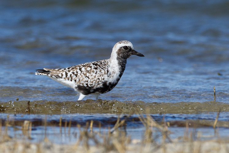 Canon EOS 7D - EF500mm f/4L IS USM