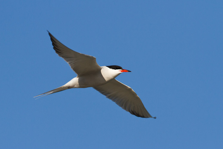 Canon EOS 7D - EF500mm f/4L IS USM
