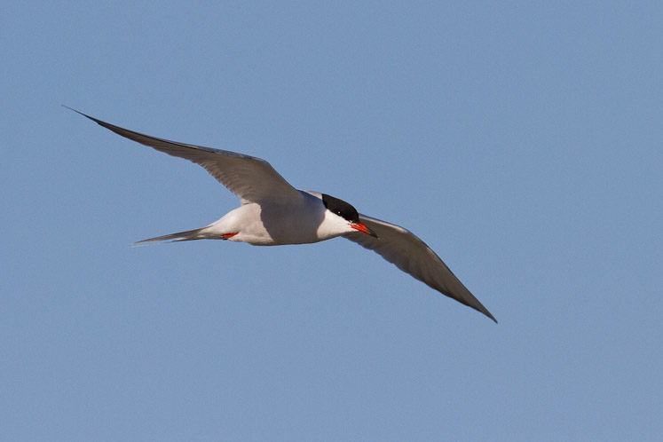 Canon EOS 7D - EF500mm f/4L IS USM