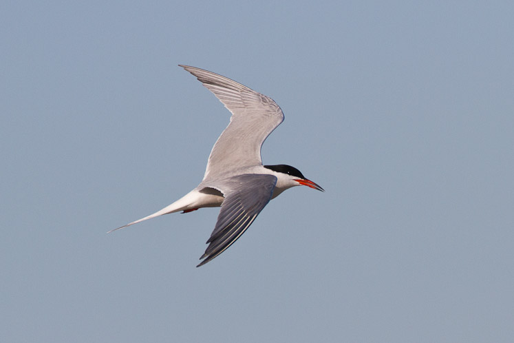 Canon EOS 7D - EF500mm f/4L IS USM