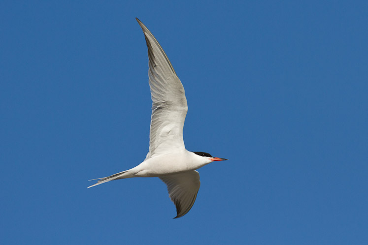 Canon EOS 7D - EF500mm f/4L IS USM