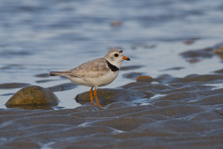 Canon EOS 7D - EF500mm f/4L IS USM