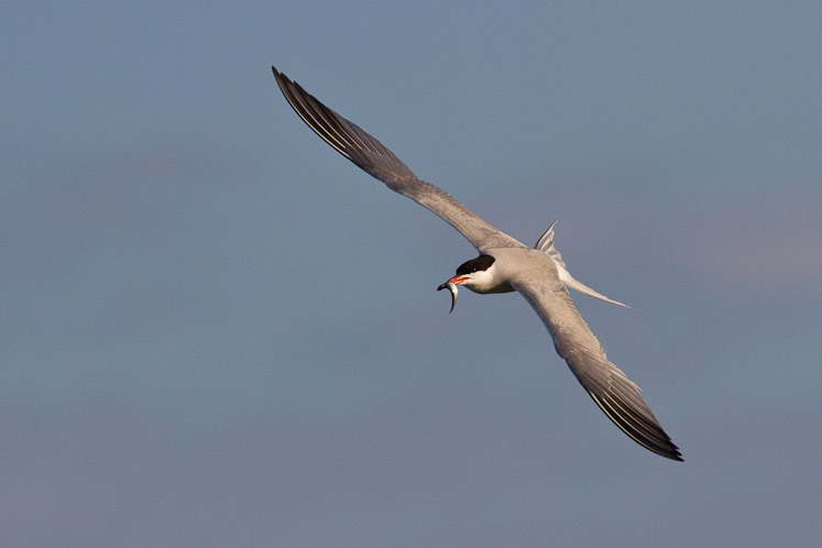 Canon EOS 7D - EF400mm f/5.6L USM