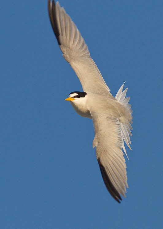 Canon EOS 7D - EF400mm f/5.6L USM