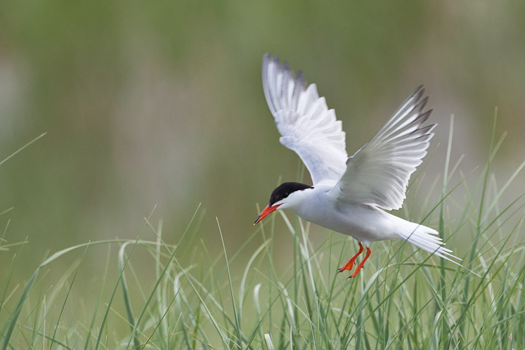 Canon EOS 5D Mark II - EF500mm f/4L IS USM