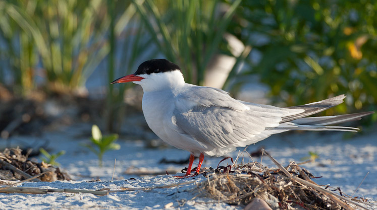 Canon EOS 5D Mark II - EF500mm f/4L IS USM