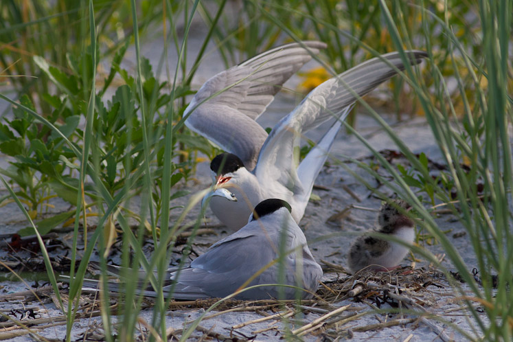 Canon EOS 7D - EF400mm f/5.6L USM