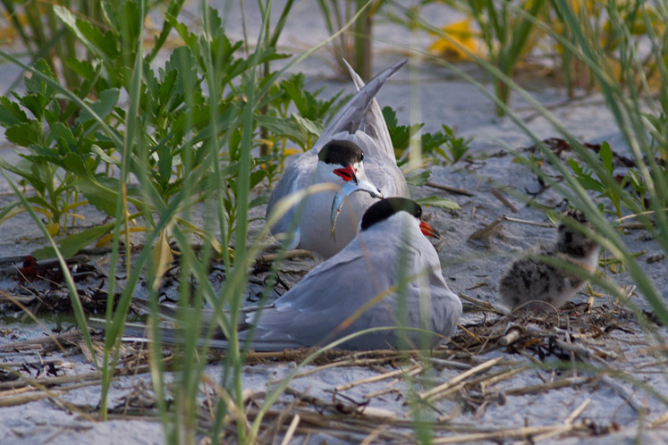 Canon EOS 7D - EF400mm f/5.6L USM