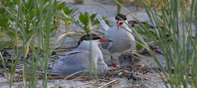 Canon EOS 7D - EF400mm f/5.6L USM