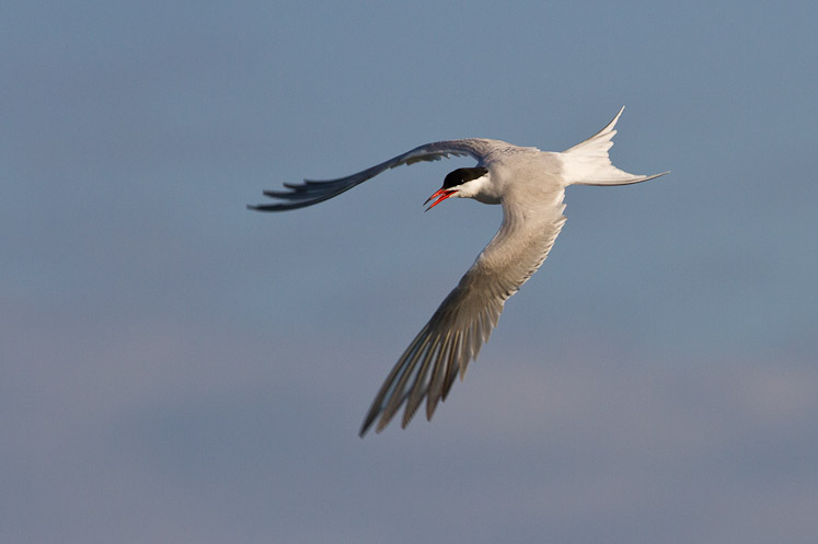 Canon EOS 7D - EF400mm f/5.6L USM