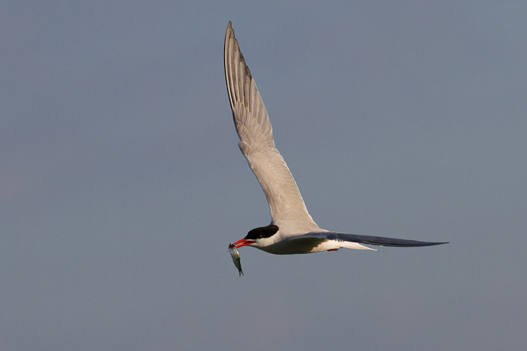 Canon EOS 7D - EF400mm f/5.6L USM