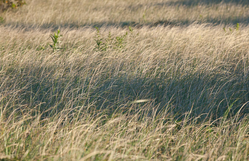 Canon EOS 5D Mark II - EF70-200mm f/4L USM