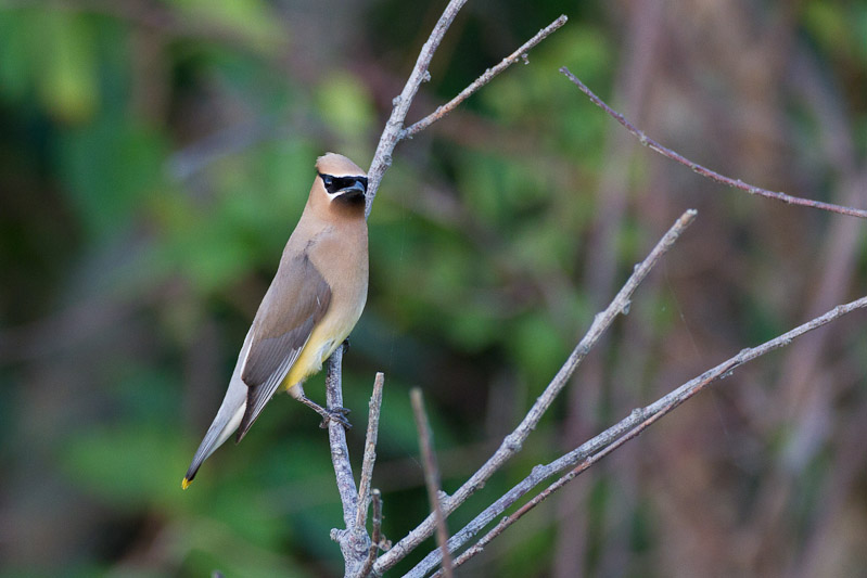 Canon EOS 7D - EF500mm f/4L IS USM