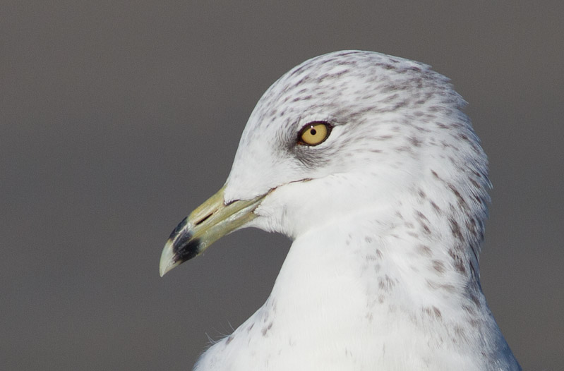 Canon EOS 7D - EF400mm f/5.6L USM