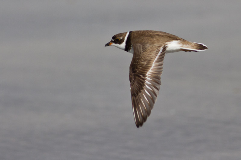 Canon EOS 7D - EF400mm f/5.6L USM