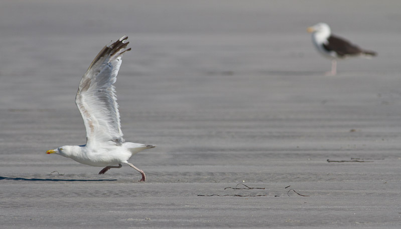 Canon EOS 7D - EF400mm f/5.6L USM