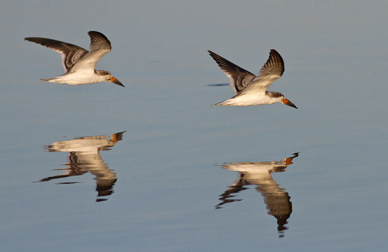 Canon EOS 7D - EF400mm f/5.6L USM